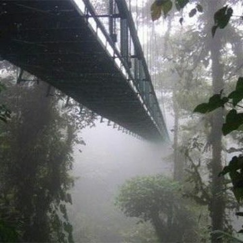 JAM P R D - RAINFOREST [FREE DOWNLOAD]