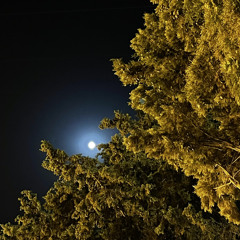 ﴿ هَلْ جَزَاءُ الْإِحْسَانِ إِلَّا الْإِحْسَانُ﴾