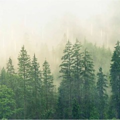 Heavy Rain Relaxing Piano Music In The Foggy Rainforest