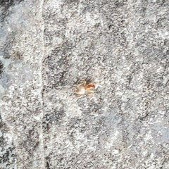 ant on a rock(10)