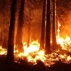 teenageforestfire011621