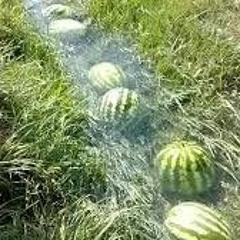 watermelon river sigma