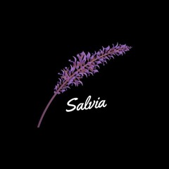 SALVIA [40K FREE DOWNLOAD]