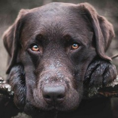 ◇For the missing Dog◇And with him the Tears◇