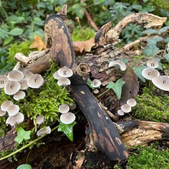 Emergence W Dtyb 020624