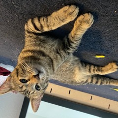 THAILAND DIRT RED BLOOD SAND OLD DAYZ