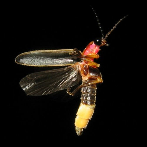 DØ₩NTĒM₽Ø ßĀ$$