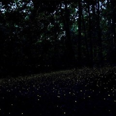 Firefly -Magz & Yokai Jim