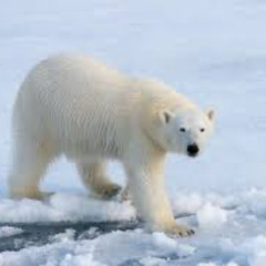 TRILLUPALEX X HUSHLOUDBEATS TECK NO RUSSIAN POLAR BEAR PHONK