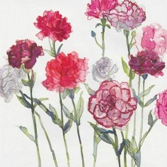 Carnation
