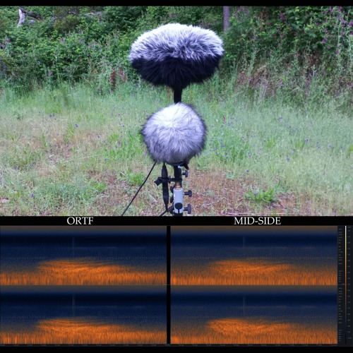 ORTF and Mid-Side (Parallel Recordings). 1. Boobook and Jet.