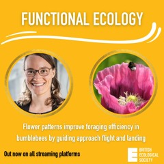 Flower patterns improve foraging efficiency in bumblebees by guiding approach flight and landing