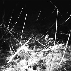 swamp prod draz