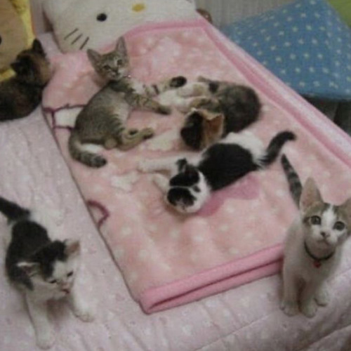 DAZEY AND THE SCOUTS