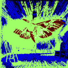 Moth Surprise