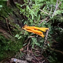 Platenpret #1: Oldschool House