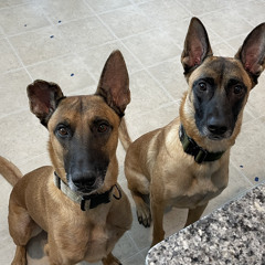 Why you shouldn’t use verbal punishment markers in dog training