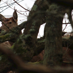 Chapter 3 - Solitary Season