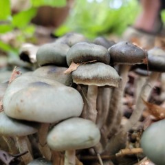 Mycelium Music Spore Session - Ovoid (2014)