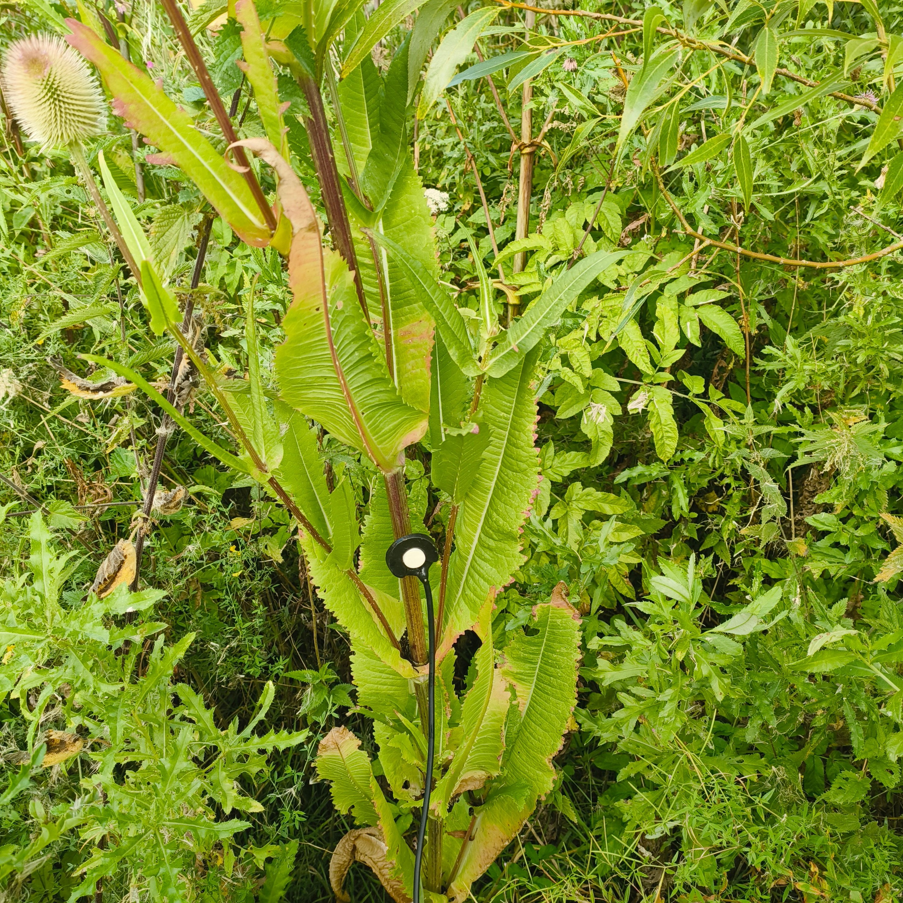 07 Teasel 02 (Kartebolle) episode artwork