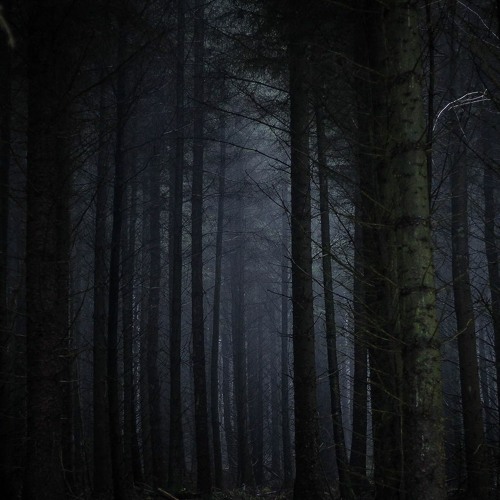 INDEFINITE Ambient Soundscapes - Dark Forest