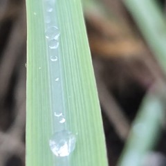 LEMONGRASS