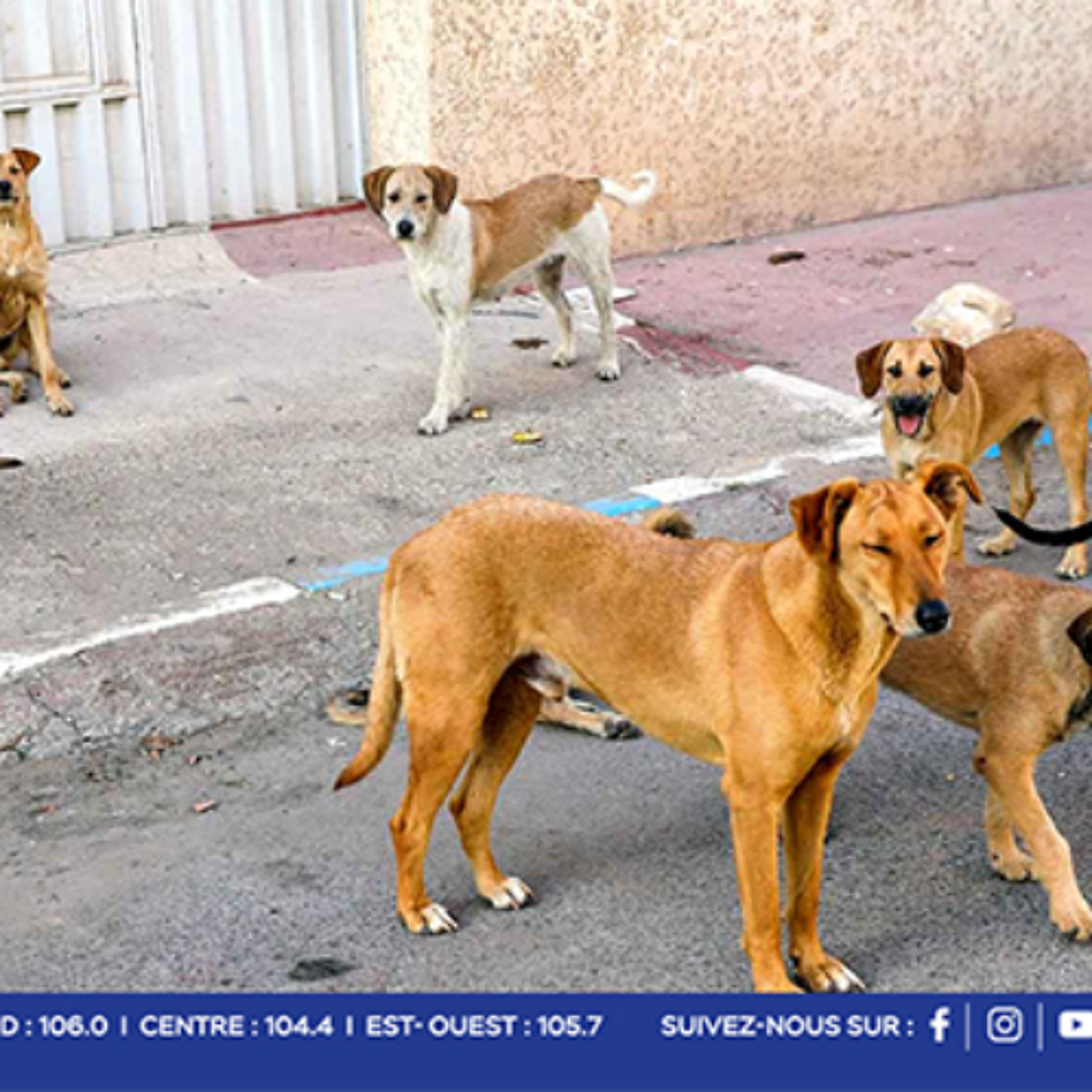 Chiens agressifs : l’inquiétude grandit dans plusieurs régions episode artwork