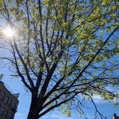 Seeing NYC's Trees for the Forest