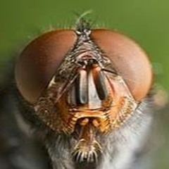 La mouche bleue qui nourrissait ses larves avec le caca des bourgeois [LIVE-HARDWARE-DAWLESS]