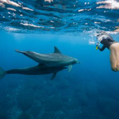Review Special Price Deluxe Catamaran Swim With Dolphins In Oahu With Waterslide