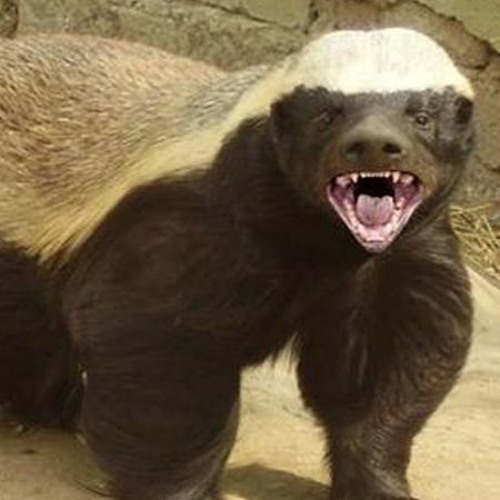 Honey Badgers