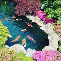 koi