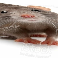 Rat Stretcher
