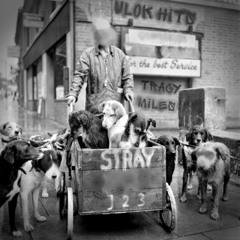 Stray ft. Vlok Hits, Tracy Miles