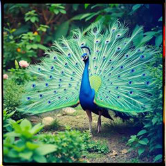 THE NOBLE PEACOCK