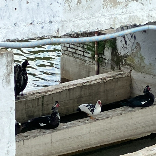 Fasaan Rec. Episode #16 @ Mutant Radio w/ Prins Emanuel, Golden Ivy & Inre Kretsen Grupp