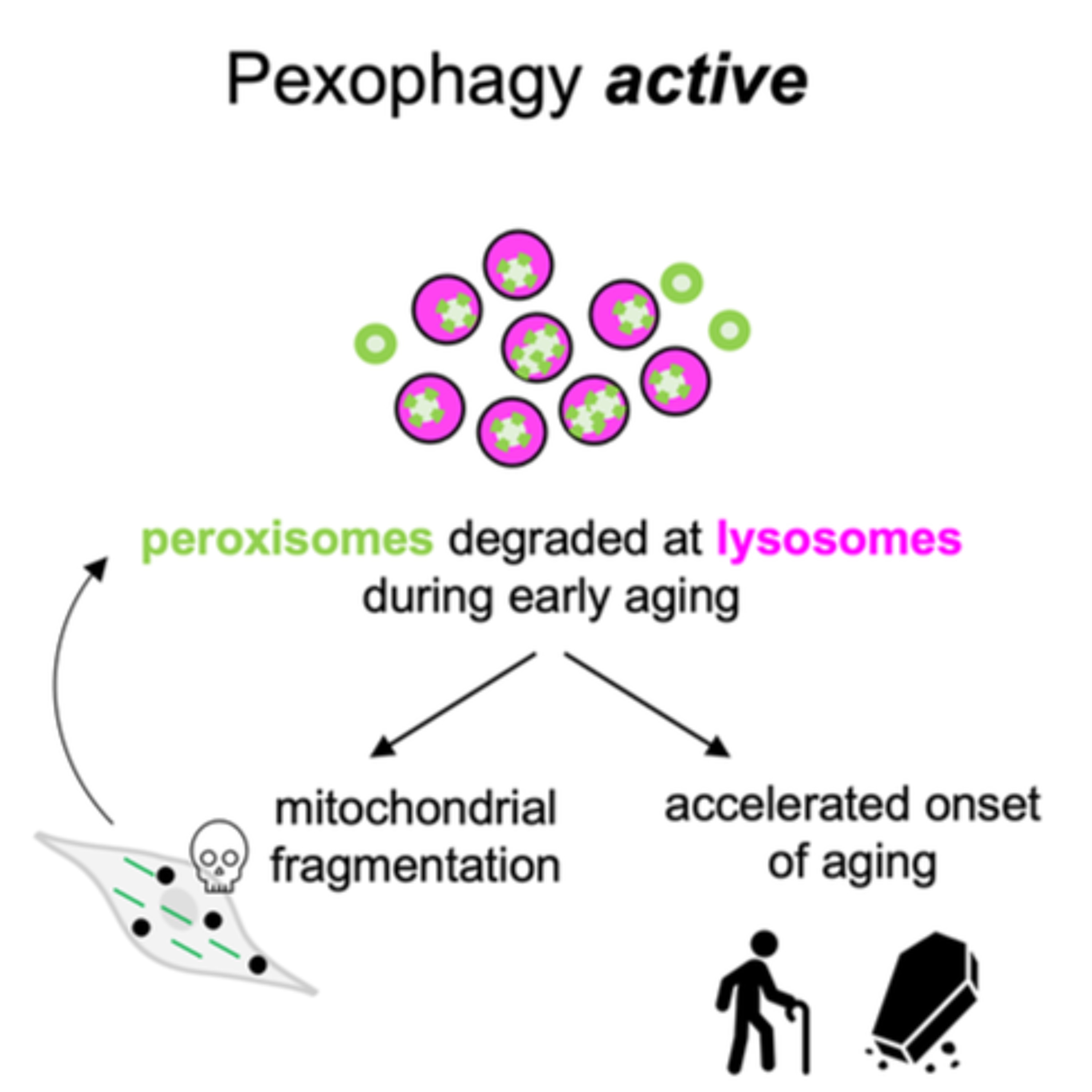 Preserving Peroxisomes Helps Maintain Mitochondrial Health and Extend Lifespan in C. elegans episode artwork