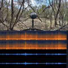 2025.12.14 Shrikethrush, Fairy Wrens, Babblers. Gusty Mallee Afternoon. Summer.