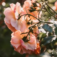 تفداك عيني ومالي