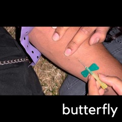 butterfly