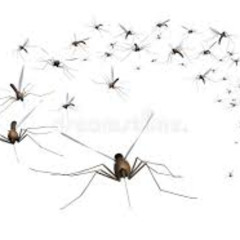 MOSQUITOS