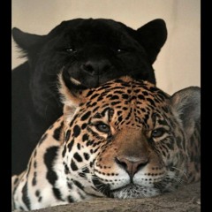 Kidikill - Lo siento (Prod. comebrocoli)