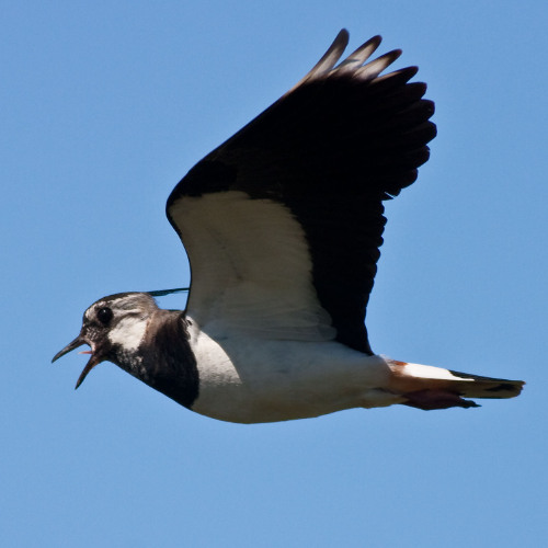 Lapwing displaying