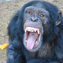 Our Challenge Is To Transcend Our Evolutionary Ape Heritage