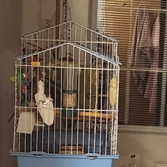 until i die/doctor (kenzee + jaechii)