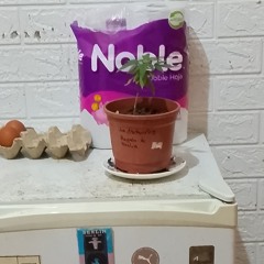 Tsk - Kona-mor by nekoboi  2025-11-14 15_12.m4a