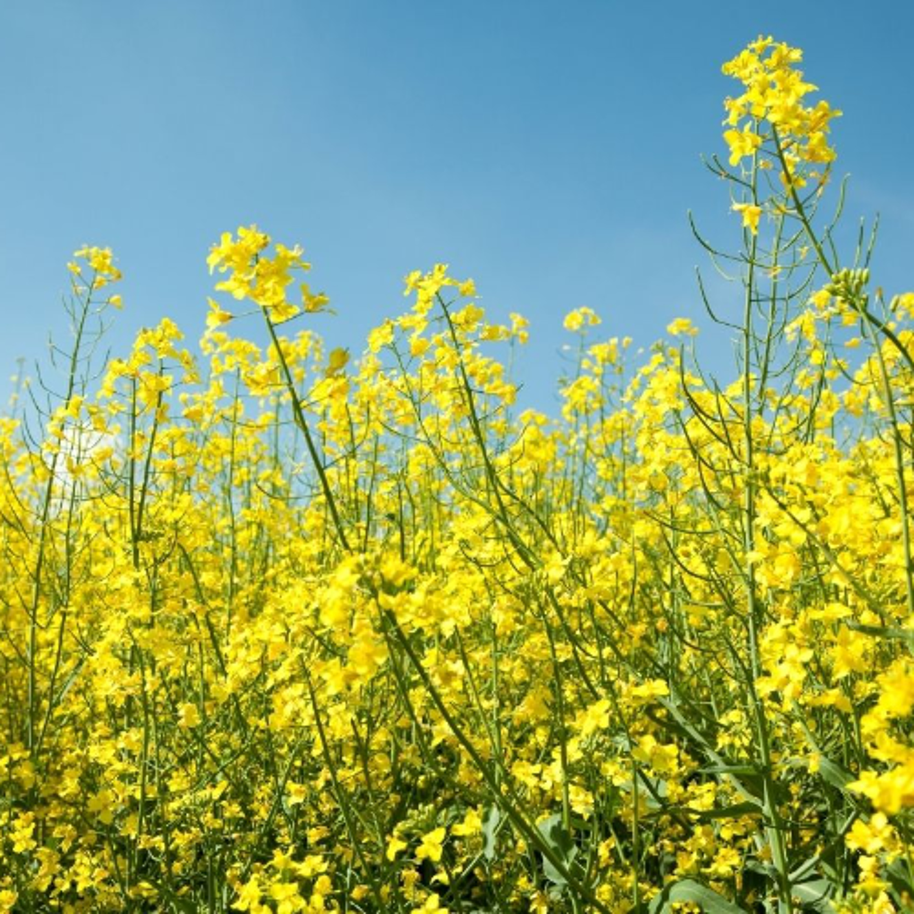 Strong Yields, Trade Pressures Define 2025 for Canola Growers