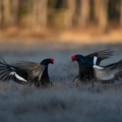 Black Grouse and Raven