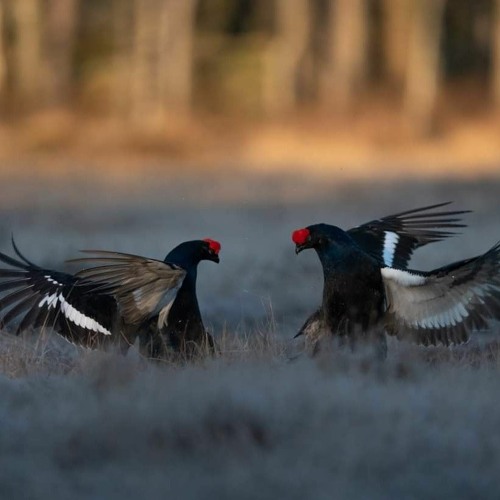 Black Grouse and Raven
