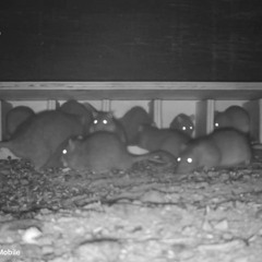 AAAC Wildlife Removal of Mobile - Wildlife Removal Near Me Mobile